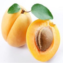 살구씨오일 100ml/살구씨유/클렌징오일/캐리어오일/Apricot kernel oil/천연화장품, 500ml