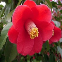 동백오일 100ml/동백유/Camellia oil/클렌징오일/캐리어오일/천연화장품/마사지오일, 1000ml, 1000ml