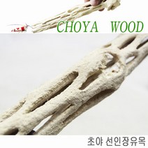 초야 선인장유목 프리미엄 (Choya Wood), 1개, 20cm