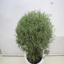 온누리농원 로즈마리, 1, 1개