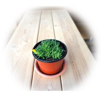 다육식물 200여종 다육 식물 최다종 화분, 다육식물_요술세덤, 1개, 1개