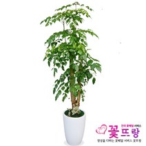 녹보수(대박나무) 공기정화식물 관엽식물 전국꽃배달서비스 개업화분/축하선물, 1개