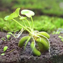 수아쿠아 바나나 플랜트 (Nym phoides aguatica), 1뿌리, 1개