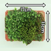사이언샵 솔이끼 우산이끼 세트, 상세설명참조