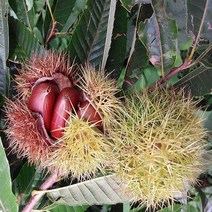 2023년 첫수확 토실토실 알밤 햇밤 광양/순천 수확, 1개, 햇밤2kg(대)