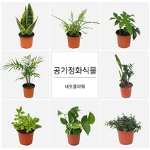 네오플라워 공기정화식물 꽃화분 허브, A76.떡갈고무나무, 1개
