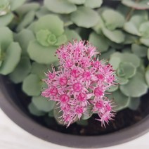 온누리농원 불로초, 1개