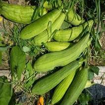 삼음시골농장 건수세미 500g 1kg, 1box, 건수세미1kg