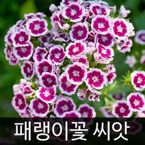 패랭이꽃씨앗 패랭이꽃 씨앗 ( dianthus seed 400알 )