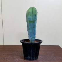 [용이네화원] 용심목 선인장 199 농원