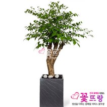 행복나무 전국꽃배달 개업선물/공기정화식물/관엽식물