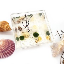 조이어스 수경식물 마리모 키우기 세트 E타입, 1개