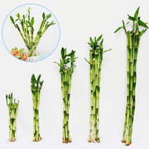 가꾸지오 공기정화식물 먼지제거 천연가습 개운죽 30cm, 개운죽5p 30cm
