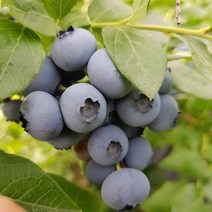 트리앤 당도 좋은 블루베리1개