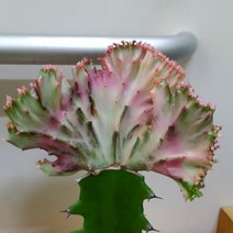 [용이네 화원] 신비로운 컬러감 춘봉선인장 철화 120 농원, 1개