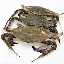 국내산 꽃게 2kg 3kg 활꽃게 산지직송, 1개, 꽃게(생물/얼음포장) 3kg(12~15마리))