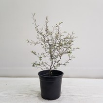 온누리농원 마오리코로키아