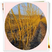 행복한정원 황금회화나무R4