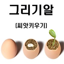 핸디몰 잔디인형 잔디인형키우기 그리기알 콩키우기 씨앗키우기, 그리기알(콩키우기)