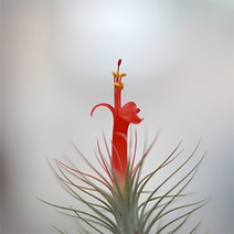 블룸 틸란드시아 푼키아나, 1개