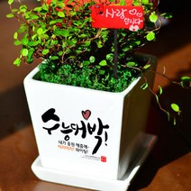미나의정원 수능대박 응원 메세지화분, 13 힘내 넌 할수 있어