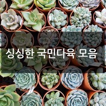 제이팟다육 예쁜 국민 다육이 다육식물 200종류, A21. 황금사