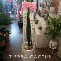 *티에라선인장* 서울 전지역 무료배송!! 높이1m30cm) 대형 휘카스 움베르타, 화환용 리본, 1개