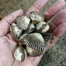 조개 제철수산물 골라담기 당일조업 총알발송, 1개, 새꼬막1kg