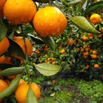 달달과수원 고당도 제주 조생귤 5KG 한박스 감귤, 1박스, 2L(특대과)