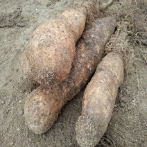 안동마 참마 2022년11월 수확 햇마 산지직송 쌀겨포장 마 1박스, 10kg 신토불이 웰빙 (상)품, 1box