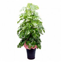 플라워리퍼블릭 몬스테리아 50호 실내공기정화식물 축하화분 개업식