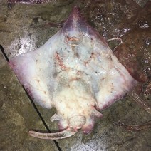 흑산도어부 흑산도 홍어 (산지직송), 5kg(암치-완전삭힘), 1개