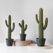 스타일 선인장 Black Pot 세트 (그린블랙)-(대)73cm, 단품