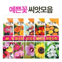 화분월드 고급 꽃씨, (고급꽃씨)해바라기50립