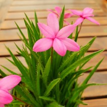 [용이네 화원] 여리여리 설난 089 농원, 1개