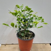 행복한꽃순이 오렌지자스민 쟈스민 한목대, 1개