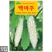 곤드레 나물 씨앗 100립 / 곤드레씨앗 곤드레씨 씨, 11_백여주(5립)
