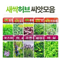 화분월드 허브 씨앗, 새싹-유채