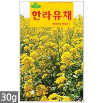 홍화 씨앗 100립 / 홍화씨앗 홍화씨 잇꽃 꽃씨앗 꽃씨 씨 야생화씨앗 야생화 야생꽃씨, 06_청농_한라유채(30g)