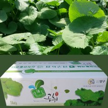 2023 곰취나물(곤달비)1kg 강원도 양구곰취 곰취축제 봄나물 산나물, 곰취나물1kg