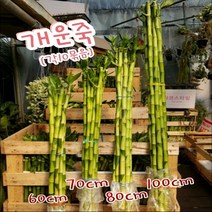 행복한꽃순이 개운죽 (4 종대) 만년청 수경 식물 유리병 공기 정화, 40cm