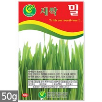 보리 새싹 씨앗 50g / 새싹씨앗 보리씨앗 보리새싹씨앗 새싹보리 보리씨 캣그라스 캣글라스 고양이풀, 10_새싹씨앗_밀(50g)