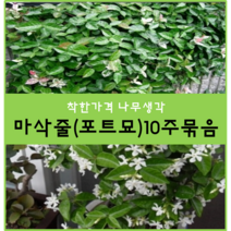 착한가격나무생각 마삭줄(포트묘)10주묶음