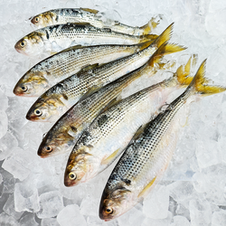 통영직송 장보고닷컴 제철 자연산 전어, 1개, 전어 500g (3~7미) 구이용