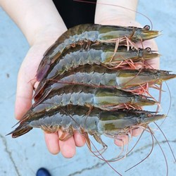 [온누리점빵] 국산 산지직송 활새우 1kg (35미 내외) 횟감용 흰다리새우 신선 당일출고 무료배송, 1개, 1kg