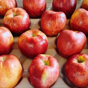 올해 첫 수확 빨간 햇 사과, 사과 한입 2kg (12~18과), 1개