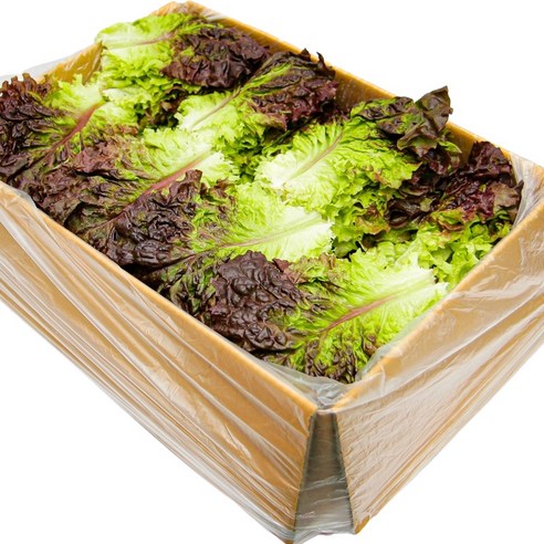 국내산 특품 꽃상추 반박스 1kg 적상추 쌈채소 쌜러드야채 가락시장 당일새벽경매, 1kg, 1개