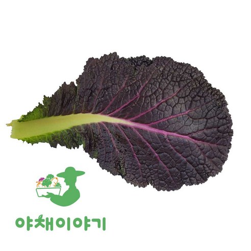 야채이야기 싱싱한 적겨자 300g 겨자잎 적겨자잎, 1개, 300g