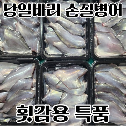 [통영직송] 국내산 생물 병어 횟감 특품