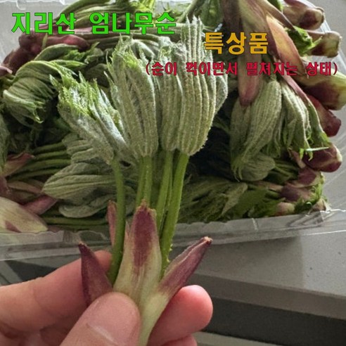 십이계절 지리산 엄나무순 개두릅 음나무순 특상품
